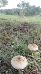 Lepiota procera4