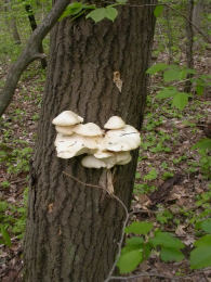 Pleurotus ostreatus 005