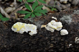 Antrodiella serpula Mushroom