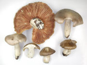 Entoloma sinuatum GK Mushroom