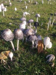 Coprinus comatusF2