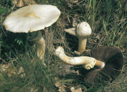 Agaricus arvensis7.jpg