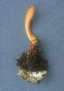 Cordyceps militaris Mushroom