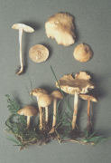 Marasmius oreades2 Mushroom