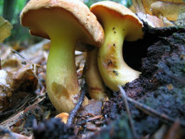 Boletus lignicola