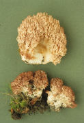 Ramaria botrytis Mushroom