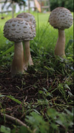 Macrolepiota rhacodes