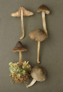 Nolanea lucida Mushroom