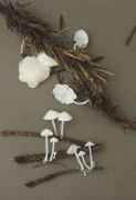 Hemimycena lactea Mushroom