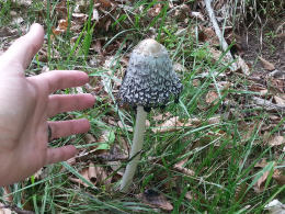 Coprinus comatusF2