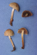 Psathyrella velutina Mushroom