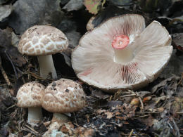 Agaricus sylvaticusF