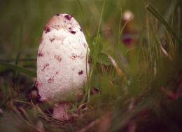 Coprinus comatusF2