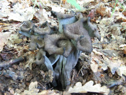 Craterellus cornicupoides 7