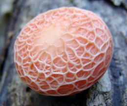 Rhodotus palmatus