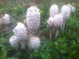 Coprinus comatusF2