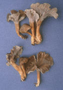 Cantharellus tubaeformis Mushroom