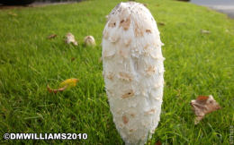 Coprinus comatusF2