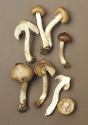 Entoloma aprile Mushroom