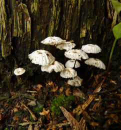 Marasmius rotula3