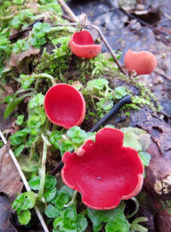 Sarcoscypha coccinea