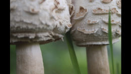 Macrolepiota rhacodes