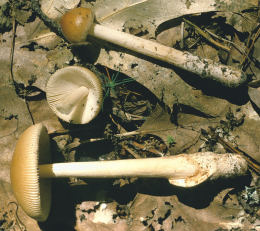 Amanita fulva 8