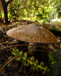 Agaricus sylvaticusF