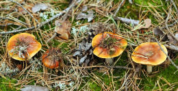 Cortinarius mucosus3