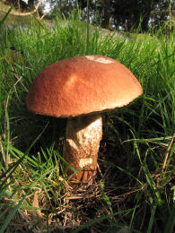 Leccinum versipelle 33