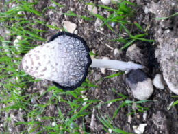 Coprinus comatusF2