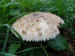 Lepiota procera4