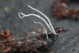 Xylaria carpophila