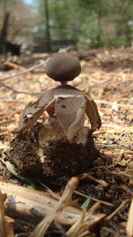 Geastrum fornicatum