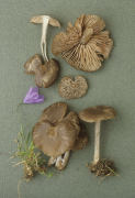 Nolanea lucida2 Mushroom