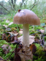 Amanita fulva 8