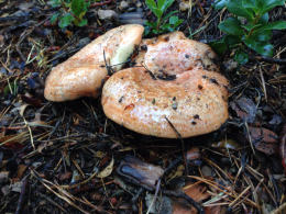 Lactarius deliciosus