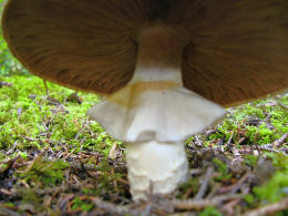 Agaricus subrutilescens Buck (Kauffm) Hotson &Stunz.jpg