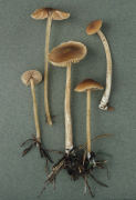 Nolanea cetrata Mushroom