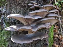 Pleurotus ostreatus 005