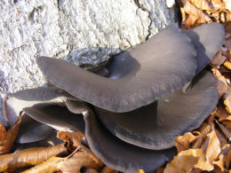 Pleurotus ostreatus 005