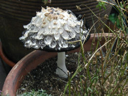 Coprinus comatusF2