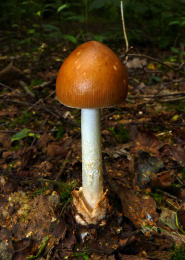 Amanita fulva 8