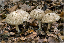 Macrolepiota rhacodes