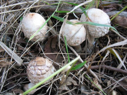 Macrolepiota rhacodes