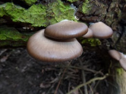 Pleurotus ostreatus 005