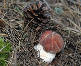 Boletus pinicola 5