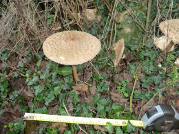 Macrolepiota rhacodes