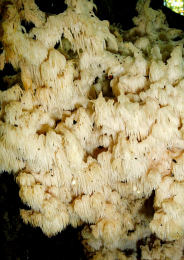 Hericium coralloides2