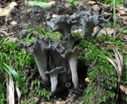 Craterellus cornicupoides 7